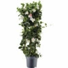 Dipladenie, Trichterblüte Säule FloraSelf Dipladenia Mandevilla Hybride Gesamthöhe Ca. 100 Cm Ø 21 Cm Topf Weiß -Hornbach Gartenmarkt DV 8 10520196 01 4c DE 20220401111651