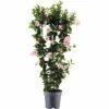 Dipladenie, Trichterblüte Spalier FloraSelf Dipladenia Mandevilla Hybride Gesamthöhe Ca. 100 Cm Ø 21 Cm Topf Rosa 1 Dipladenie, Trichterblüte Spalier FloraSelf Dipladenia Mandevilla Hybride Gesamthöhe Ca. 100 Cm Ø 21 Cm Topf Rosa -Hornbach Gartenmarkt DV 8 10520197 01 4c DE 20220401101651