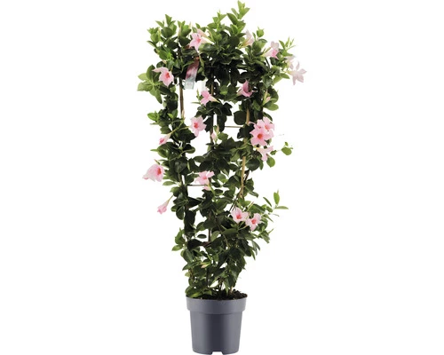 Dipladenie, Trichterblüte Spalier FloraSelf Dipladenia Mandevilla Hybride Gesamthöhe Ca. 100 Cm Ø 21 Cm Topf Rosa 3 Dipladenie, Trichterblüte Spalier FloraSelf Dipladenia Mandevilla Hybride Gesamthöhe Ca. 100 Cm Ø 21 Cm Topf Rosa
