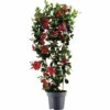 Dipladenie, Trichterblüte Spalier FloraSelf Dipladenia Mandevilla Hybride Gesamthöhe Ca. 100 Cm Ø 21 Cm Topf Rot -Hornbach Gartenmarkt DV 8 10520198 01 4c DE 20220401111651