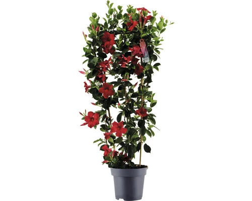 Dipladenie, Trichterblüte Spalier FloraSelf Dipladenia Mandevilla Hybride Gesamthöhe Ca. 100 Cm Ø 21 Cm Topf Rot 3 Dipladenie, Trichterblüte Spalier FloraSelf Dipladenia Mandevilla Hybride Gesamthöhe Ca. 100 Cm Ø 21 Cm Topf Rot