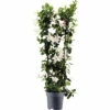 Dipladenie, Trichterblüte Spalier FloraSelf Dipladenia Mandevilla Hybride Gesamthöhe Ca. 100 Cm Ø 21 Cm Topf Weiß 2 Dipladenie, Trichterblüte Spalier FloraSelf Dipladenia Mandevilla Hybride Gesamthöhe Ca. 100 Cm Ø 21 Cm Topf Weiß -Hornbach Gartenmarkt DV 8 10520199 01 4c DE 20220401124750