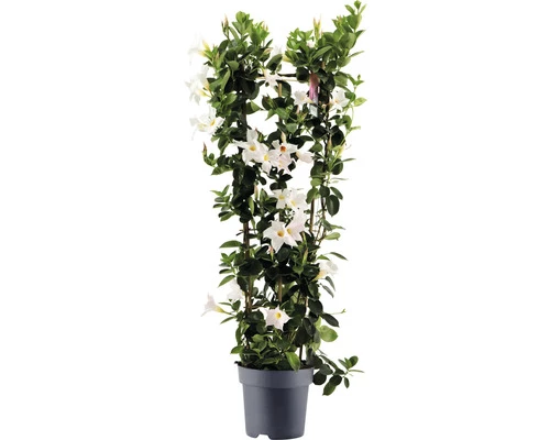 Dipladenie, Trichterblüte Spalier FloraSelf Dipladenia Mandevilla Hybride Gesamthöhe Ca. 100 Cm Ø 21 Cm Topf Weiß 3 Dipladenie, Trichterblüte Spalier FloraSelf Dipladenia Mandevilla Hybride Gesamthöhe Ca. 100 Cm Ø 21 Cm Topf Weiß