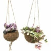 Kokodama-Ampel FloraSelf Dreimasterblume Mix Blumenampel Als Set Höhe Inkl. Topf Ca. 20 Cm Ø 12 Cm Topf -Hornbach Gartenmarkt DV 8 10521596 01 4c DE 20220113084653