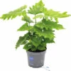 Philodendron Baumfreund FloraSelf Philodendron Karma Shangri-Lah H 40-55 Cm Ø 17 Cm Topf -Hornbach Gartenmarkt DV 8 10521600 01 4c DE 20220113084753
