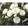 Nostalgie®-Strauchrose 'Artemis' FloraSelf H 30-40 Cm Co 5 L -Hornbach Gartenmarkt DV 8 10529205 01 4c DE 20230301141654