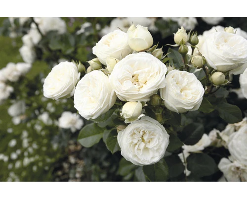 Nostalgie®-Strauchrose 'Artemis' FloraSelf H 30-40 Cm Co 5 L 3 Nostalgie®-Strauchrose 'Artemis' FloraSelf H 30-40 Cm Co 5 L