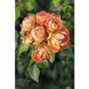 Zwergstrauchrose 'Bienenweide® Mango‘ FloraSelf H 30-40 Cm Co 5 L 1 Zwergstrauchrose 'Bienenweide® Mango‘ FloraSelf H 30-40 Cm Co 5 L -Hornbach Gartenmarkt DV 8 10529207 01 4c DE 20230301141654