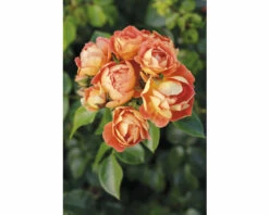 Zwergstrauchrose 'Bienenweide® Mango‘ FloraSelf H 30-40 Cm Co 5 L