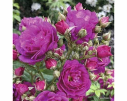 Kletterrose FloraSelf Rosa Purple Siluetta® H 60-80 Cm Co 5 L