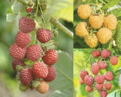 Trio-Himbeer-Set FloraSelf H 40-60 Cm Co 2,5 L