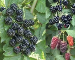 Trio-Brombeer-Kinder-Set FloraSelf H 40-60 Cm Co 2,5 L