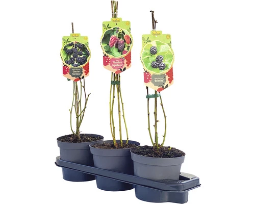 Trio-Brombeer-Kinder-Set FloraSelf H 40-60 Cm Co 2,5 L 4 Trio-Brombeer-Kinder-Set FloraSelf H 40-60 Cm Co 2,5 L – Bild 2