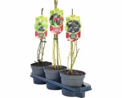 Trio-Brombeer-Kinder-Set FloraSelf H 40-60 Cm Co 2,5 L 7 Trio-Brombeer-Kinder-Set FloraSelf H 40-60 Cm Co 2,5 L -Hornbach Gartenmarkt DV 8 10529686 03 4c DE 20220316081753