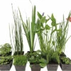 Naturteich Teichpflanzen Set FloraSelf Für 1000 L Teich