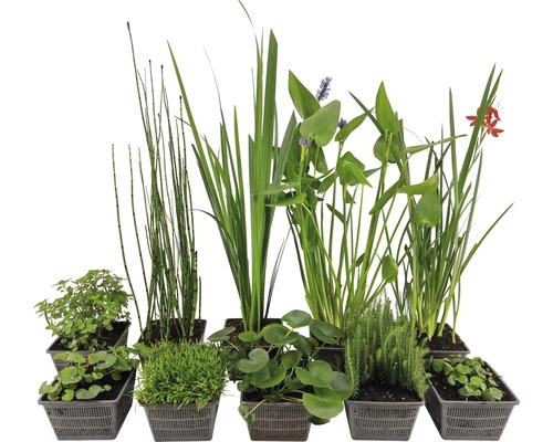 Naturteich Teichpflanzen Set FloraSelf Für 1000 L Teich 3 Naturteich Teichpflanzen Set FloraSelf Für 1000 L Teich