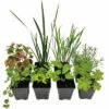 Duftende Teichpflanzen Set FloraSelf Für 500 L Teich -Hornbach Gartenmarkt DV 8 10529811 01 4c DE 20220206023609