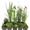 Teichpflanzen Set 4 Jahreszeiten FloraSelf Für 1000 L Teich