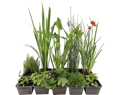 Teichpflanzen Set 4 Jahreszeiten FloraSelf Für 1000 L Teich 3 Teichpflanzen Set 4 Jahreszeiten FloraSelf Für 1000 L Teich
