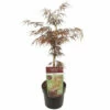 FloraSelf Dunkelroter Schlitzahorn Acer Palmatum 'Garnet' H 50-60 Cm Co 3 L 2 FloraSelf Dunkelroter Schlitzahorn Acer Palmatum 'Garnet' H 50-60 Cm Co 3 L -Hornbach Gartenmarkt DV 8 10534591 01 4c RO 20220328144654