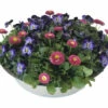 Hornveilchen Und Gänseblümchen FloraSelf Mix In Zinkschale Ø 29 Cm -Hornbach Gartenmarkt DV 8 10537136 01 4c DE 20220214111651
