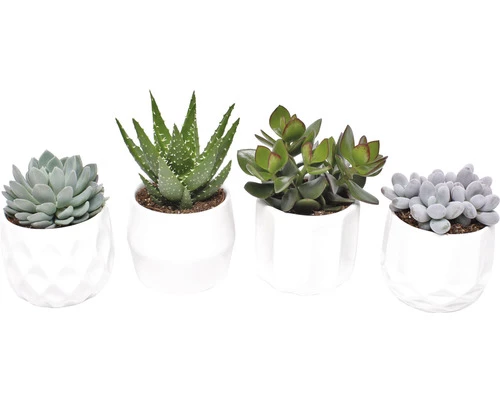 Sukkulenten Mix FloraSelf H Ø 9,5 Cm Keramik Topf 4 Sukkulenten Mix FloraSelf H Ø 9,5 Cm Keramik Topf – Bild 2