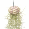 Tillandsie, Louisianamoos Ampel FloraSelf Tillandsia Usneoides H Ca. 50 Cm -Hornbach Gartenmarkt DV 8 10567005 02 4c NL 20220511171800