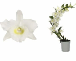 Dendrobie FloraSelf Dendrobium Nobile 'Boomerang' H 50-60 Cm Ø 11 Cm Topf -Hornbach Gartenmarkt DV 8 10567009 02 4c NL 20220511111758