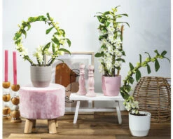 Dendrobie FloraSelf Dendrobium Nobile 'Boomerang' H 50-60 Cm Ø 11 Cm Topf -Hornbach Gartenmarkt DV 8 10567009 03 4c NL 20220510104758