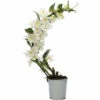 Dendrobie FloraSelf Dendrobium Nobile 'Boomerang' H 50-60 Cm Ø 11 Cm Topf -Hornbach Gartenmarkt DV 8 10567009 04 4c NL 20220511111658