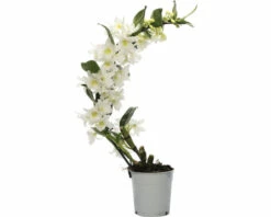 Dendrobie FloraSelf Dendrobium Nobile 'Boomerang' H 50-60 Cm Ø 11 Cm Topf