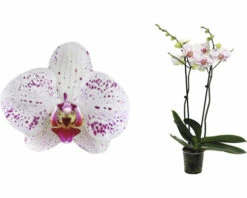 Schmetterlingsorchidee FloraSelf Phalaenopsis 'Goya' H 50-60 Cm Ø 12 Cm Topf 2 Rispen -Hornbach Gartenmarkt DV 8 10567015 02 4c NL 20220511104651