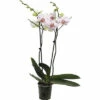 Schmetterlingsorchidee FloraSelf Phalaenopsis 'Goya' H 50-60 Cm Ø 12 Cm Topf 2 Rispen -Hornbach Gartenmarkt DV 8 10567015 03 4c NL 20220511111658