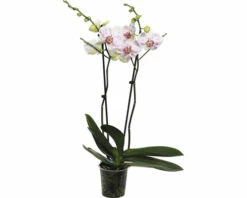Schmetterlingsorchidee FloraSelf Phalaenopsis 'Goya' H 50-60 Cm Ø 12 Cm Topf 2 Rispen