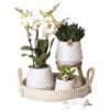 Geschenk-Set Bohemian White FloraSelf Mit Orchidee, Sukkulenten Und Dekoration -Hornbach Gartenmarkt DV 8 10573164 01 4c NL 20220624051651