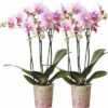 Schmetterlingsorchidee 2er-Pack FloraSelf Phalaenopsis 'Rotterdam' H 35-40 Cm Ø 9 Cm Topf Rosa -Hornbach Gartenmarkt DV 8 10573171 01 4c NL 20220609051659