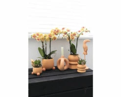 Schmetterlingsorchidee 2er-Pack FloraSelf Phalaenopsis 'Trento' H 35-40 Cm Ø 9 Cm Topf Creme -Hornbach Gartenmarkt DV 8 10573172 03 4c NL 20220704121756