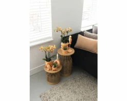 Schmetterlingsorchidee 2er-Pack FloraSelf Phalaenopsis 'Trento' H 35-40 Cm Ø 9 Cm Topf Creme -Hornbach Gartenmarkt DV 8 10573172 05 4c NL 20220704121756