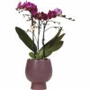 Lila Schmetterlingsorchidee FloraSelf Im Scandic Keramik Übertopf Ø 11 Cm -Hornbach Gartenmarkt DV 8 10573174 01 4c NL 20220609051659