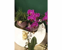 Lila Schmetterlingsorchidee FloraSelf Im Scandic Keramik Übertopf Ø 11 Cm -Hornbach Gartenmarkt DV 8 10573174 03 4c NL 20220704131655