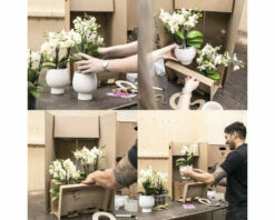 Geschenk-Set Bohemian White FloraSelf Mit Orchidee, Sukkulenten Und Dekoration 7 Geschenk-Set Bohemian White FloraSelf Mit Orchidee, Sukkulenten Und Dekoration -Hornbach Gartenmarkt DV 8 10573179 02 4c NL 20220705131755 3