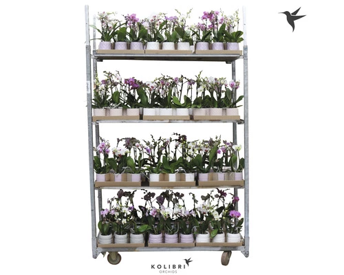 Schmetterlingsorchidee FloraSelf Phalaenopsis Multiflora H 50-60 Cm Ø 9 Cm Topf 2 Rispen Versch. Farben Inkl. Keramik Übertopf 3 Schmetterlingsorchidee FloraSelf Phalaenopsis Multiflora H 50-60 Cm Ø 9 Cm Topf 2 Rispen Versch. Farben Inkl. Keramik Übertopf
