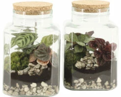Flaschengarten FloraSelf Komplettset-Tropic Ø 13 Cm