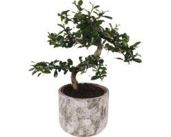 Chinesische Feige S-Shape FloraSelf Ficus Microcarpa Ginseng H 30-35 Cm Ø 15 Cm Topf Inkl. Keramik Übertopf Deep Forest