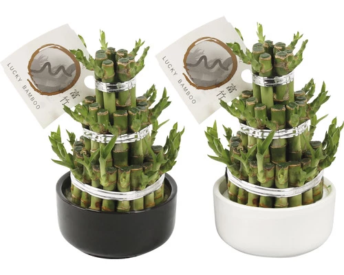 Glücksbambus, Lucky Bamboo Turm Rund FloraSelf Dracaena Sanderiana H Ca. 20 Cm Inkl. Keramikübertopf 3 Glücksbambus, Lucky Bamboo Turm Rund FloraSelf Dracaena Sanderiana H Ca. 20 Cm Inkl. Keramikübertopf