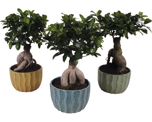 Chinesische Feige FloraSelf Ficus Microcarpa Ginseng H Ca. 40 Cm Ø 20 Cm Topf Inkl. Keramik Übertopf Exotic 3 Chinesische Feige FloraSelf Ficus Microcarpa Ginseng H Ca. 40 Cm Ø 20 Cm Topf Inkl. Keramik Übertopf Exotic