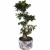 Chinesische Feige S-Shape FloraSelf Ficus Microcarpa Ginseng H 70-80 Cm Ø 28 Cm Topf Inkl. Keramik Übertopf Deep Forest