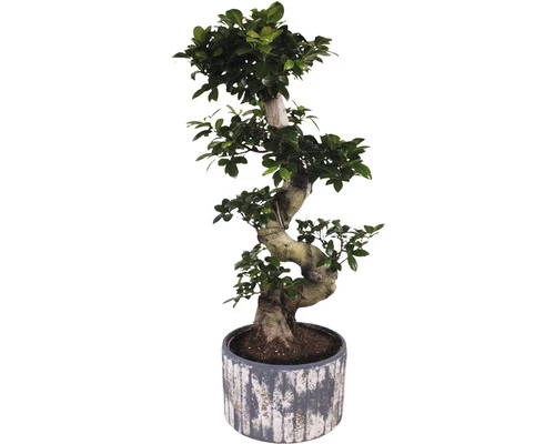 Chinesische Feige S-Shape FloraSelf Ficus Microcarpa Ginseng H 70-80 Cm Ø 28 Cm Topf Inkl. Keramik Übertopf Deep Forest 3 Chinesische Feige S-Shape FloraSelf Ficus Microcarpa Ginseng H 70-80 Cm Ø 28 Cm Topf Inkl. Keramik Übertopf Deep Forest