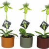 Venusschuh, Frauenschuh-Orchidee FloraSelf Paphiopedilum Femma H 40-50 Cm Ø 9 Cm Topf Inkl. Keramik Übertopf 2 Venusschuh, Frauenschuh-Orchidee FloraSelf Paphiopedilum Femma H 40-50 Cm Ø 9 Cm Topf Inkl. Keramik Übertopf -Hornbach Gartenmarkt DV 8 10579583 01 4c NL 20220721051656