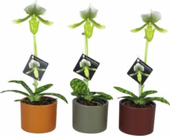 Venusschuh, Frauenschuh-Orchidee FloraSelf Paphiopedilum Femma H 40-50 Cm Ø 9 Cm Topf Inkl. Keramik Übertopf